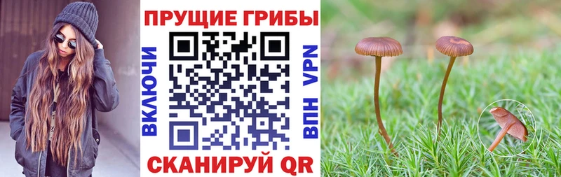 Псилоцибиновые грибы Psilocybe  магазин продажи   Шацк 